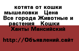 котята от кошки мышеловки › Цена ­ 10 - Все города Животные и растения » Кошки   . Ханты-Мансийский